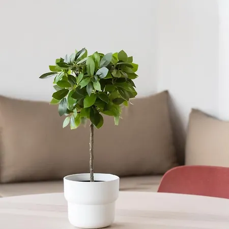 Moderno Recien Reformado En Cruz 01 * Santa Cruz de Tenerife