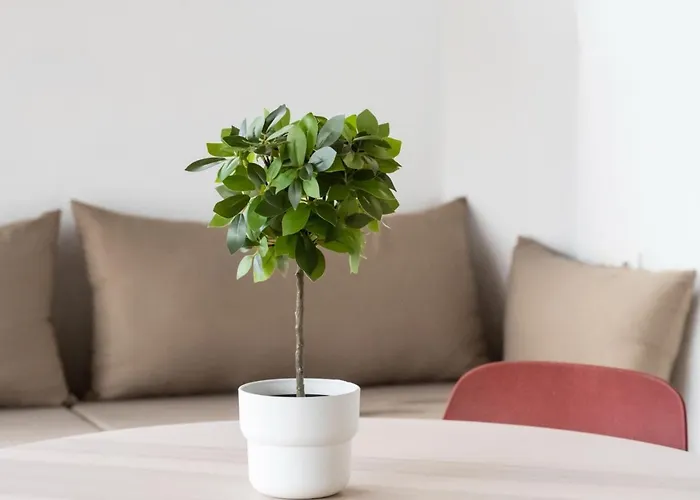 Moderno Recien Reformado En Cruz 01 * 圣克鲁斯-德特内里费